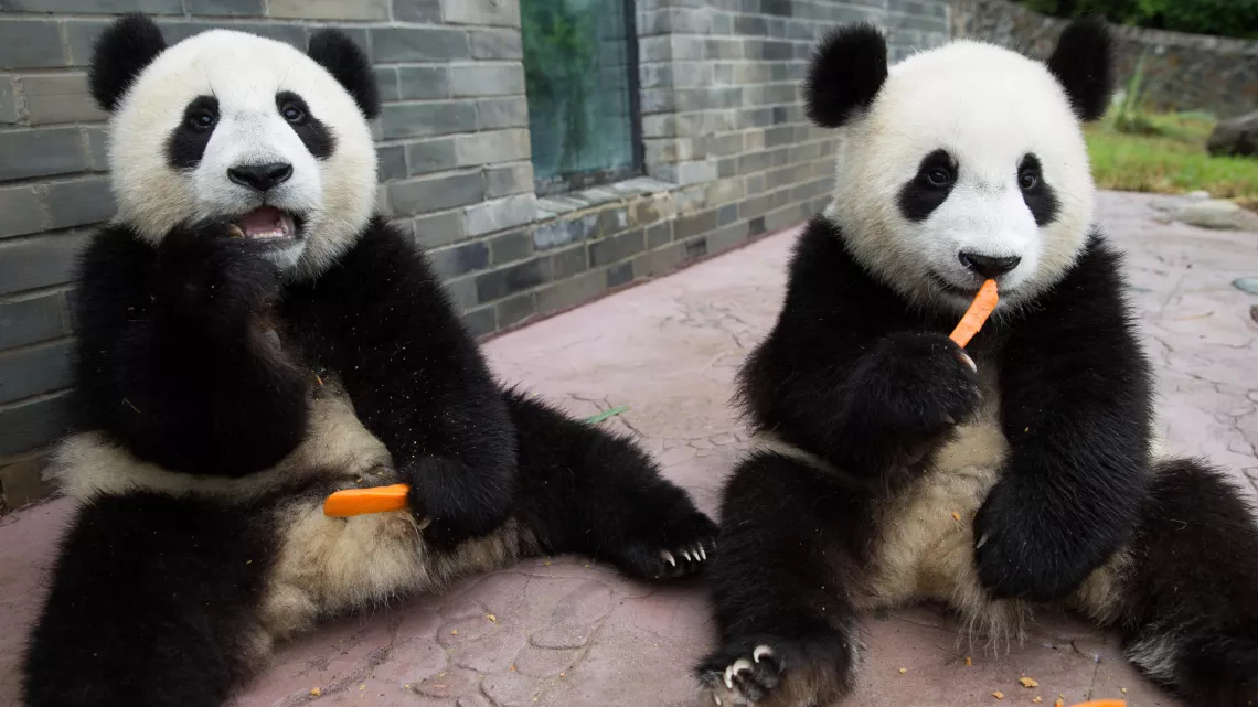 BEBES PANDAS
