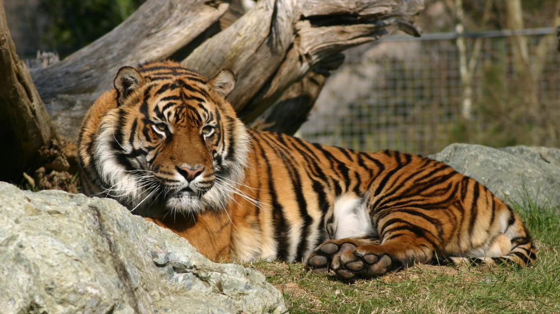 tigre sumatra