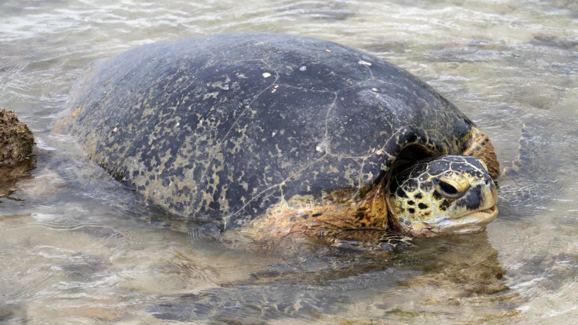 "Echappées belles : Mayotte, au coeur de l'océan indien"