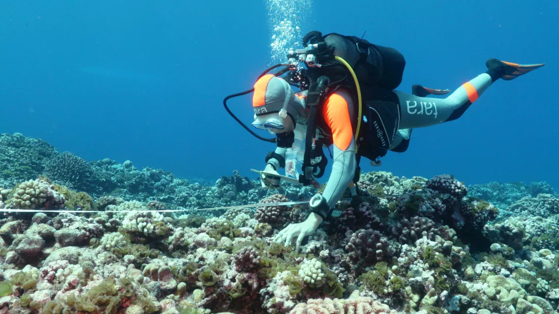 Tara, l'odyssée du corail