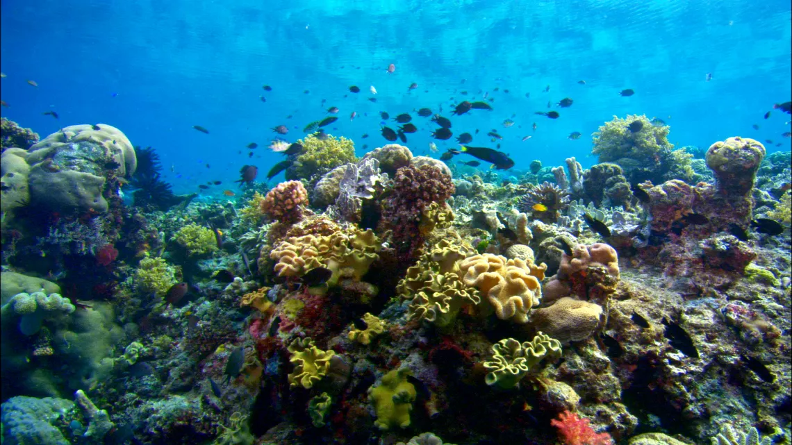 Tara, l'odyssée du corail