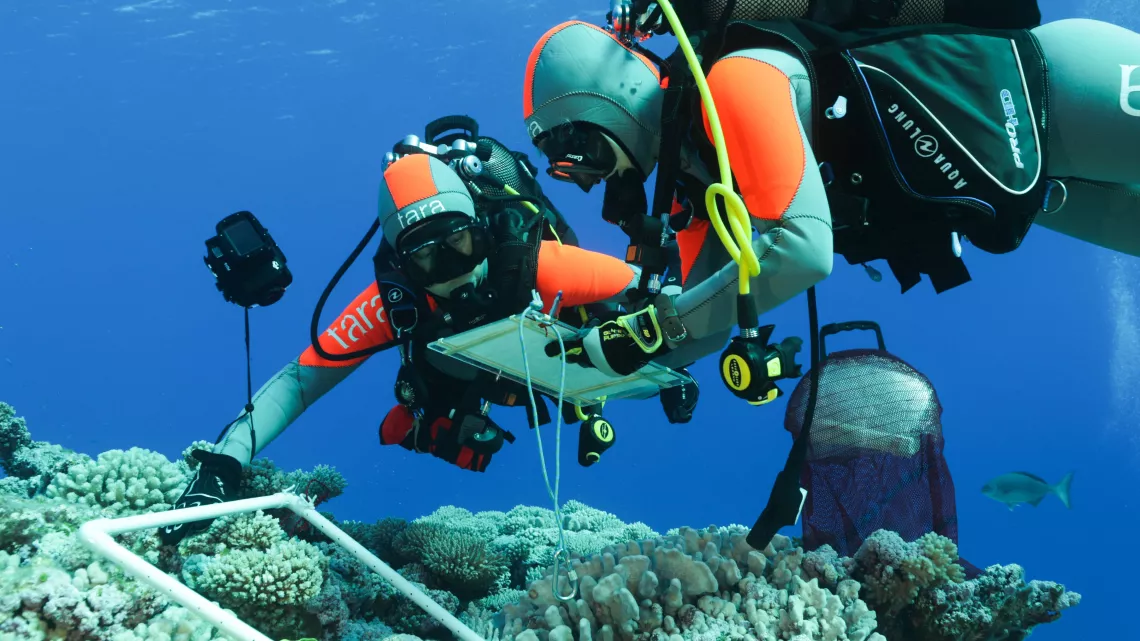 Tara, l'odyssée du corail
