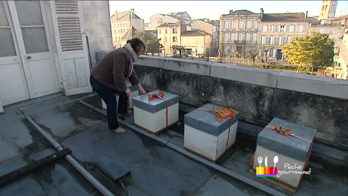 Les ruches d'Isabelle sur le toit du Musée d'Art et d'Histoire de Cognac