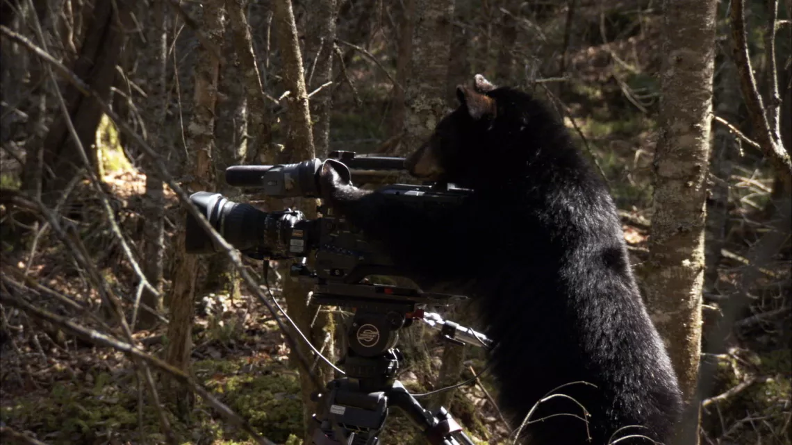 SEUL AU MILIEU DES OURS
