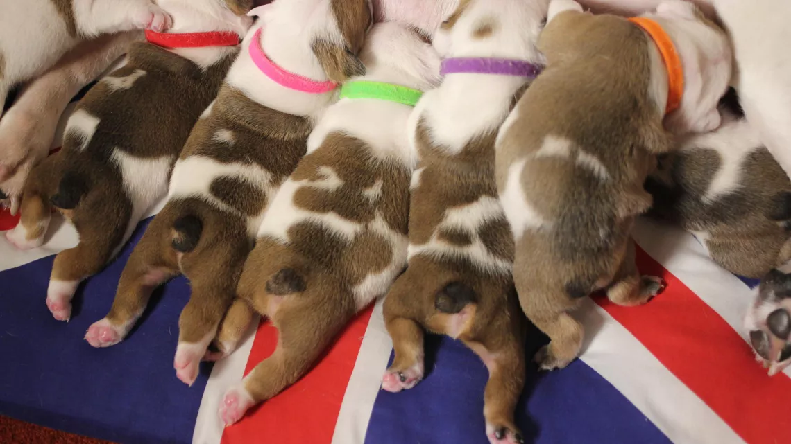 UNE VIE DE CHIOT