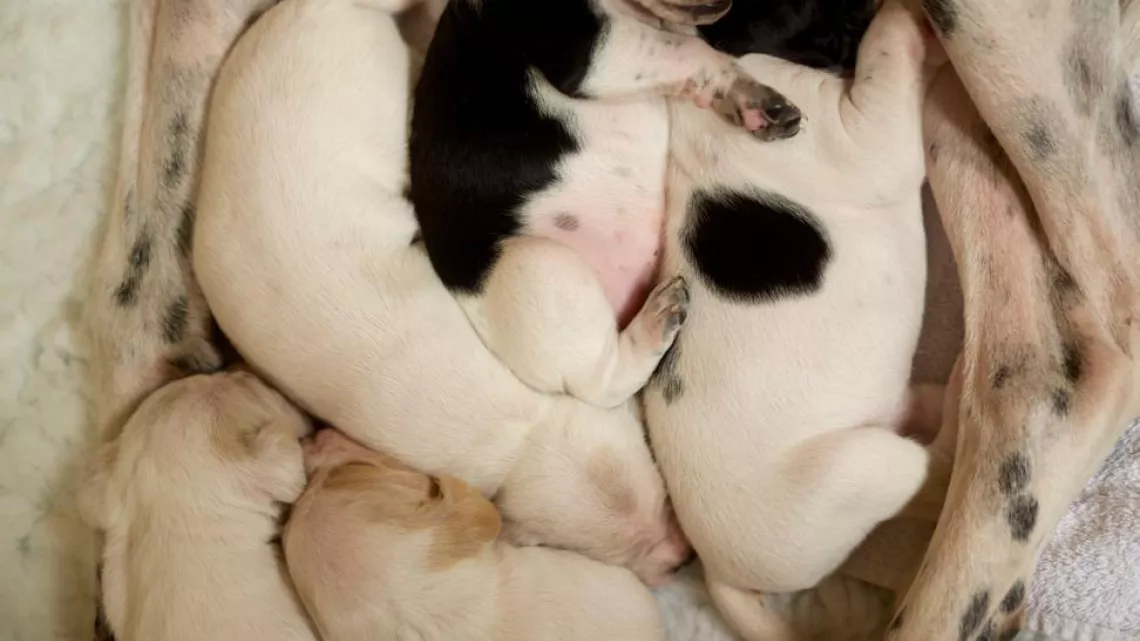 UNE VIE DE CHIOT