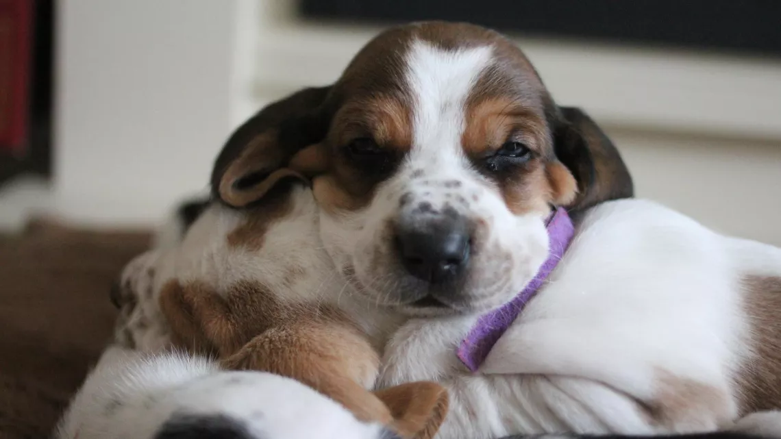 UNE VIE DE CHIOT