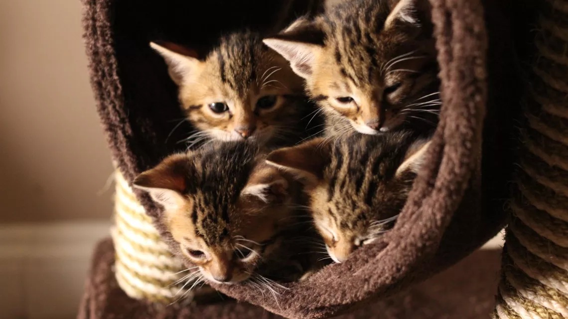 UNE VIE DE CHATON
