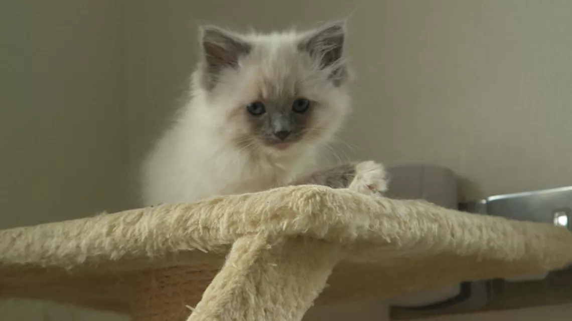 UNE VIE DE CHATON
