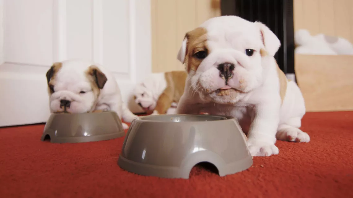 UNE VIE DE CHIOT
