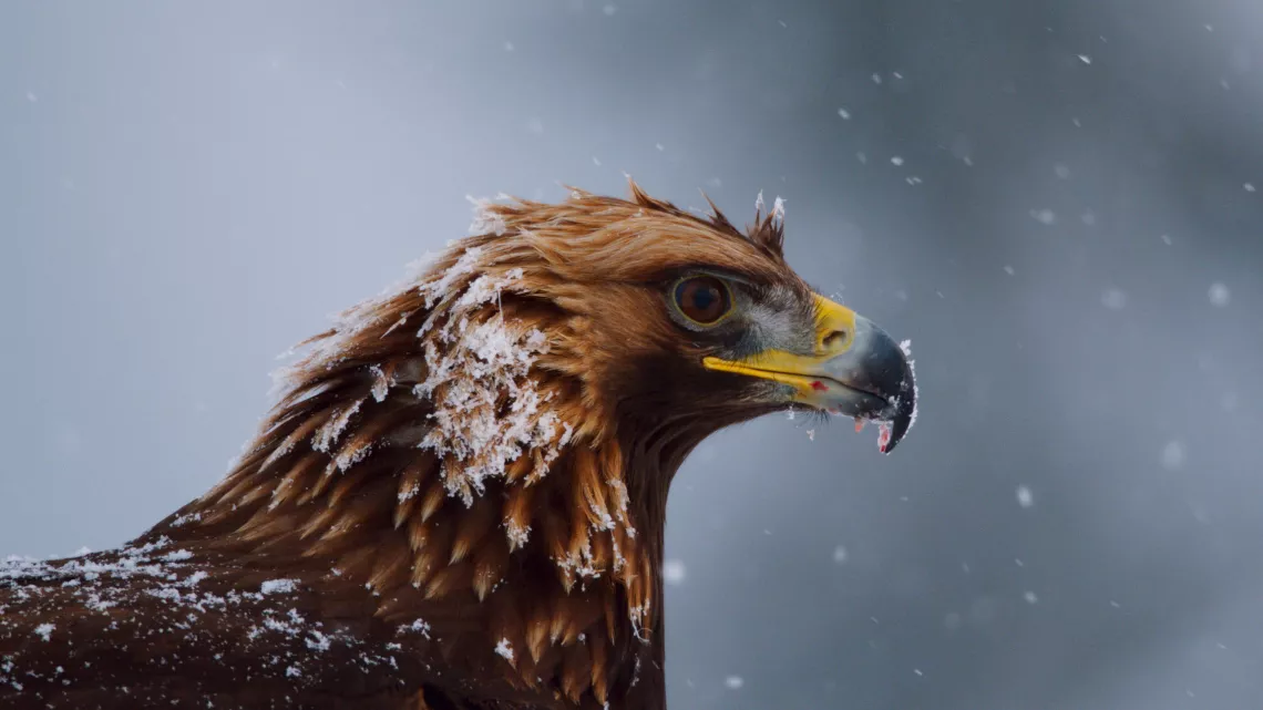 PLANETE ANIMALE II SURVIVRE D’ELIZABETH WHITE #REUNION 1ERE