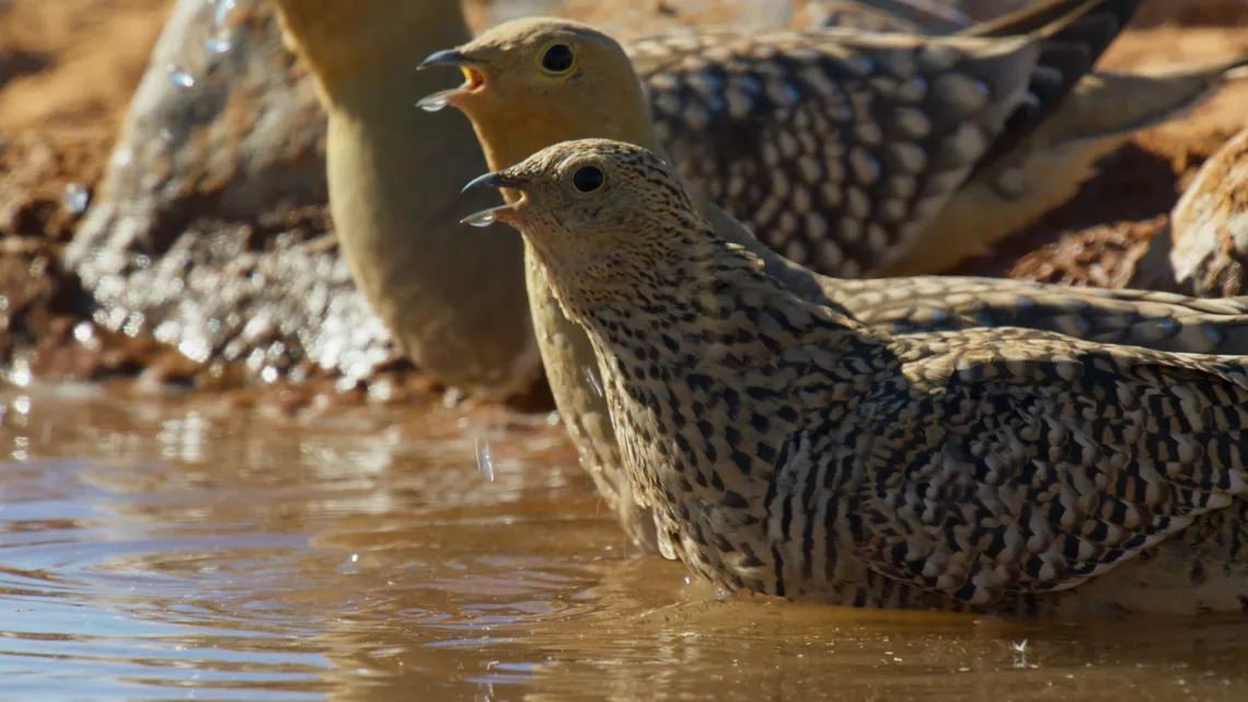 PLANETE ANIMALE II SURVIVRE D’ELIZABETH WHITE #REUNION 1ERE