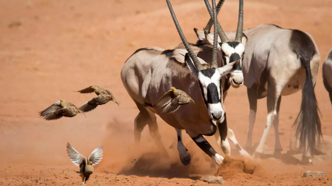 PLANETE ANIMALE II SURVIVRE D’ELIZABETH WHITE #REUNION 1ERE