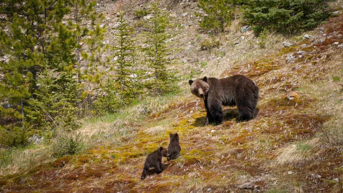 PLANETE ANIMALE II SURVIVRE D’ELIZABETH WHITE #REUNION 1ERE