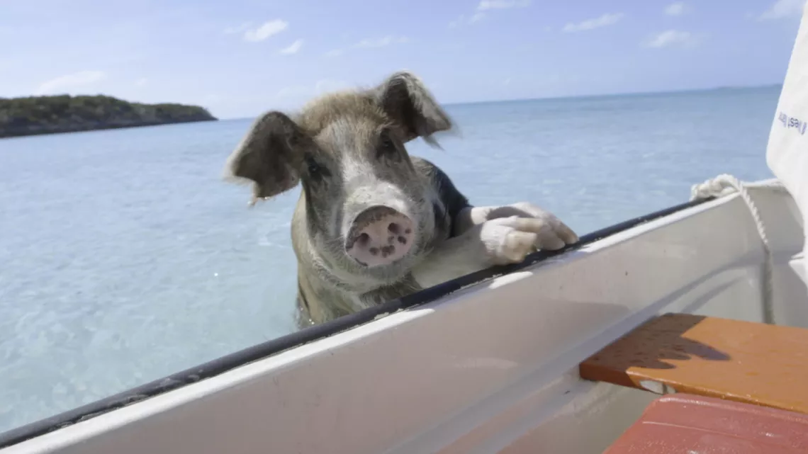 CINQ PETITS COCHONS