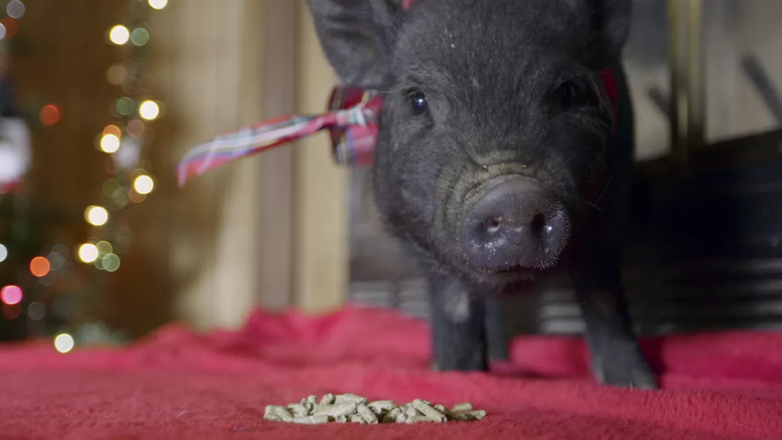 CINQ PETITS COCHONS