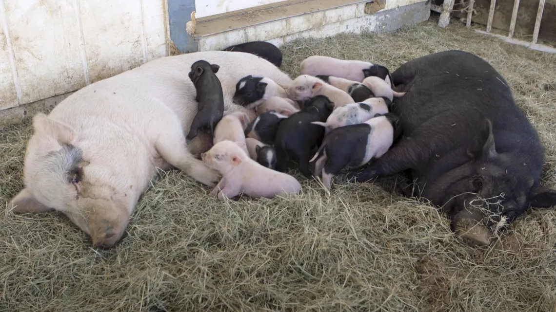 CINQ PETITS COCHONS