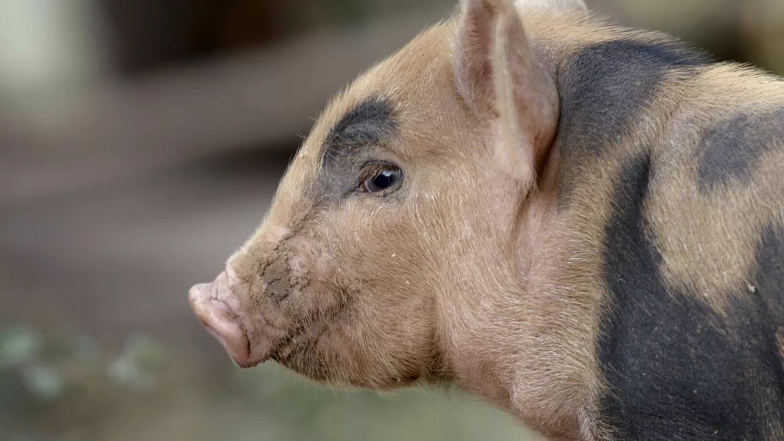 CINQ PETITS COCHONS