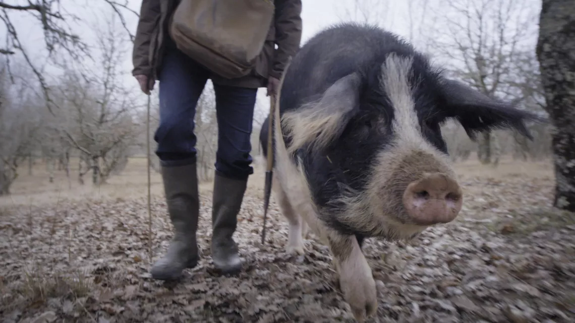 CINQ PETITS COCHONS