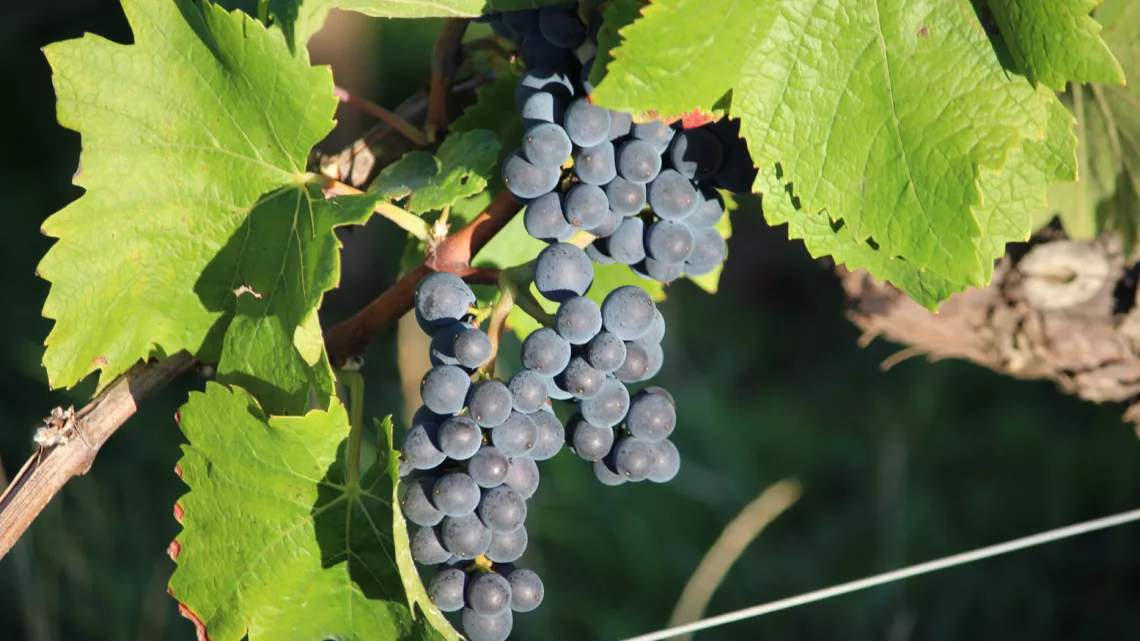 Les vendanges en BFC