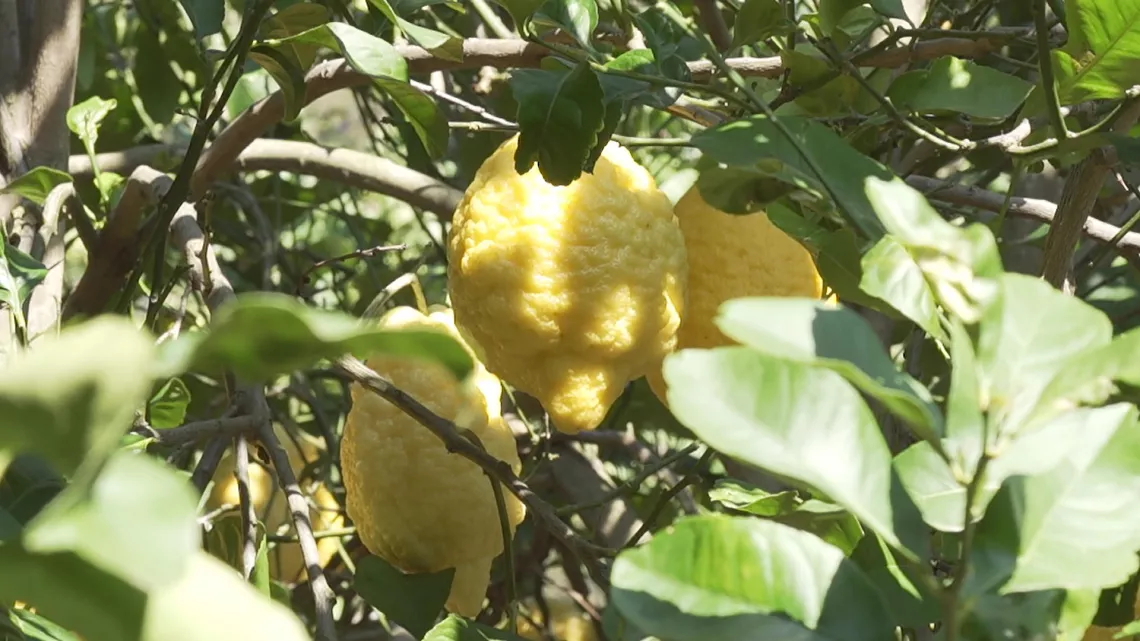 LE CITRON A-T-IL UN PEPIN ?