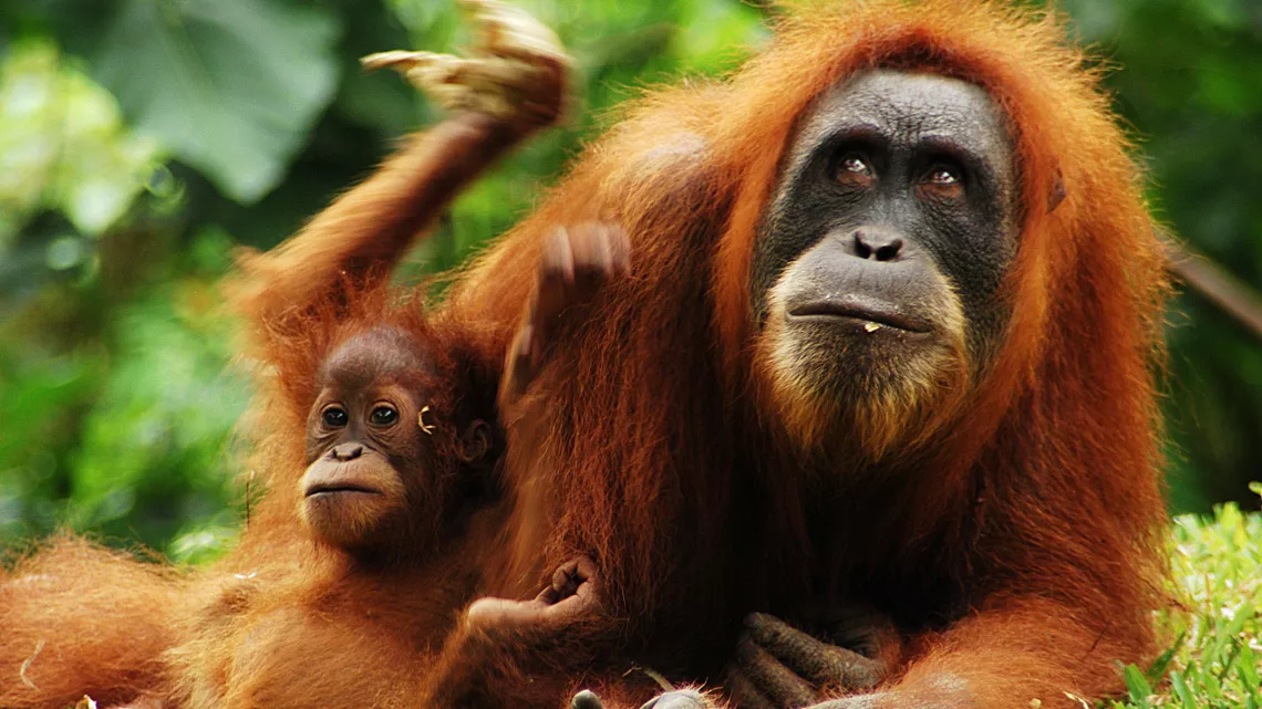 LES SUPER PARENTS DE LA NATURE