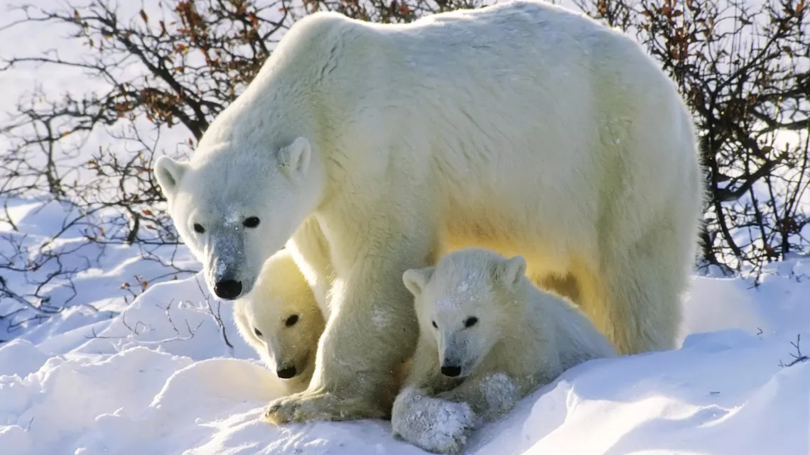 LES SUPER PARENTS DE LA NATURE