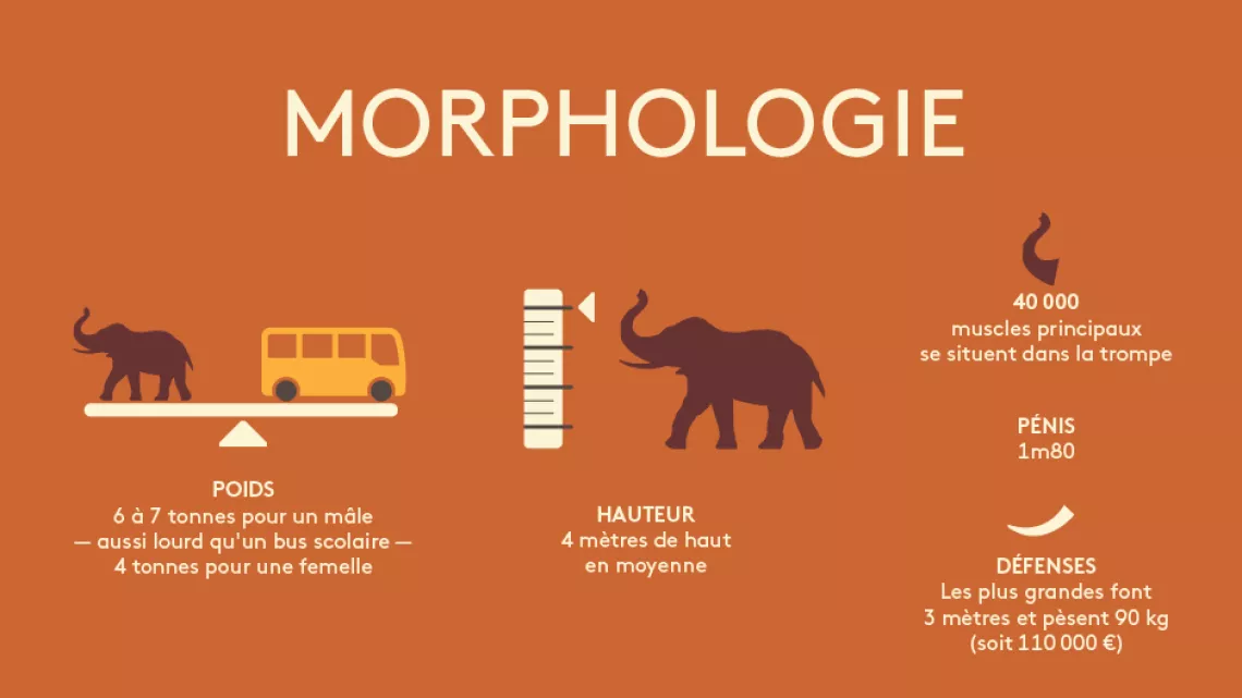 Morphologie