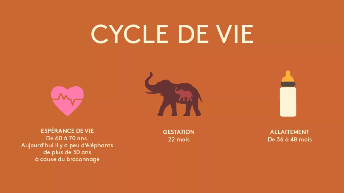 Cycle de vie