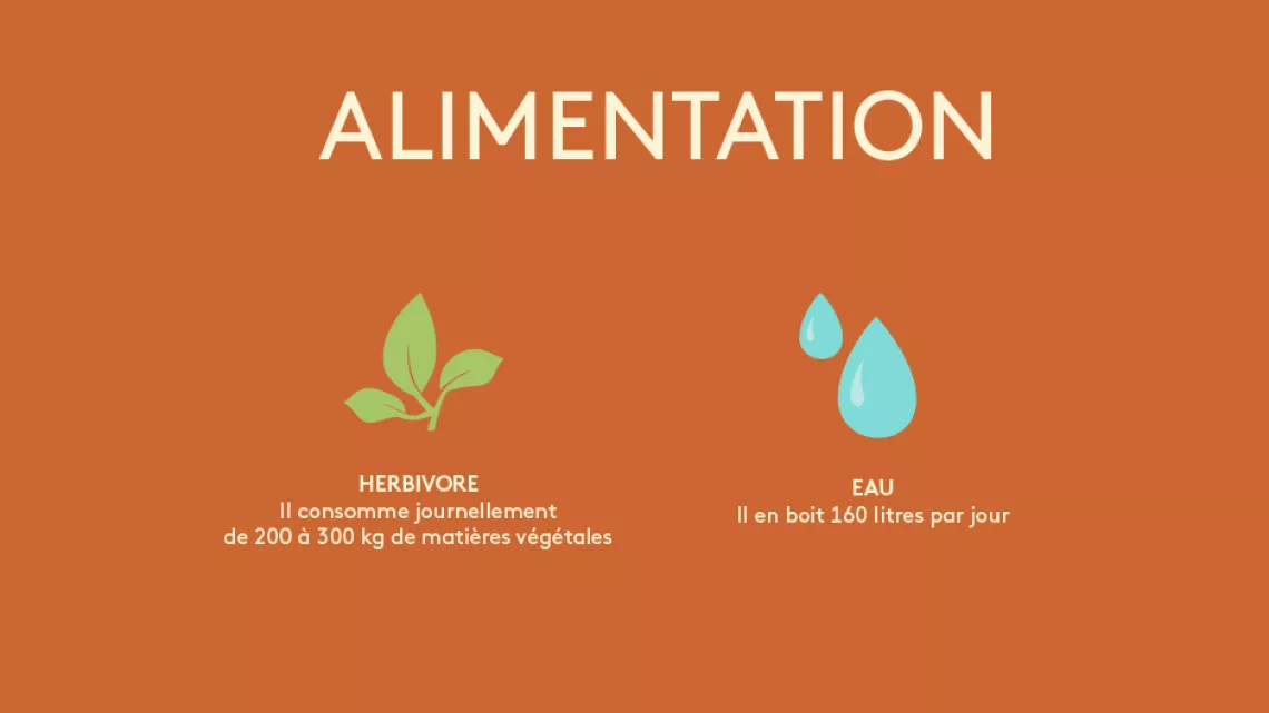Alimentation