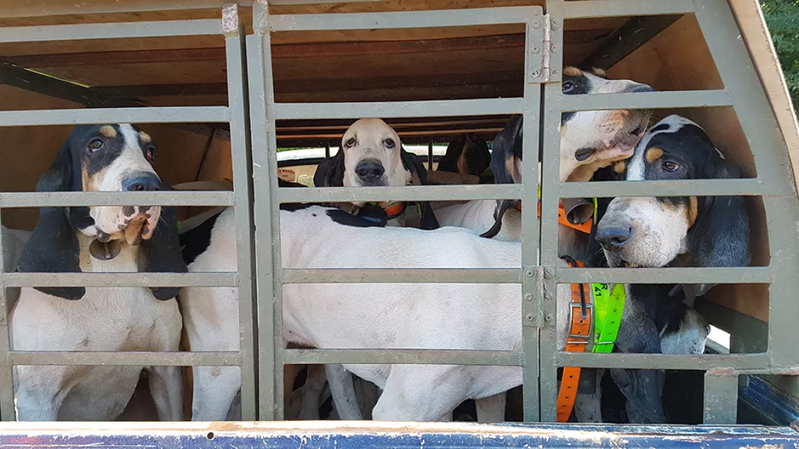 La meute de chiens