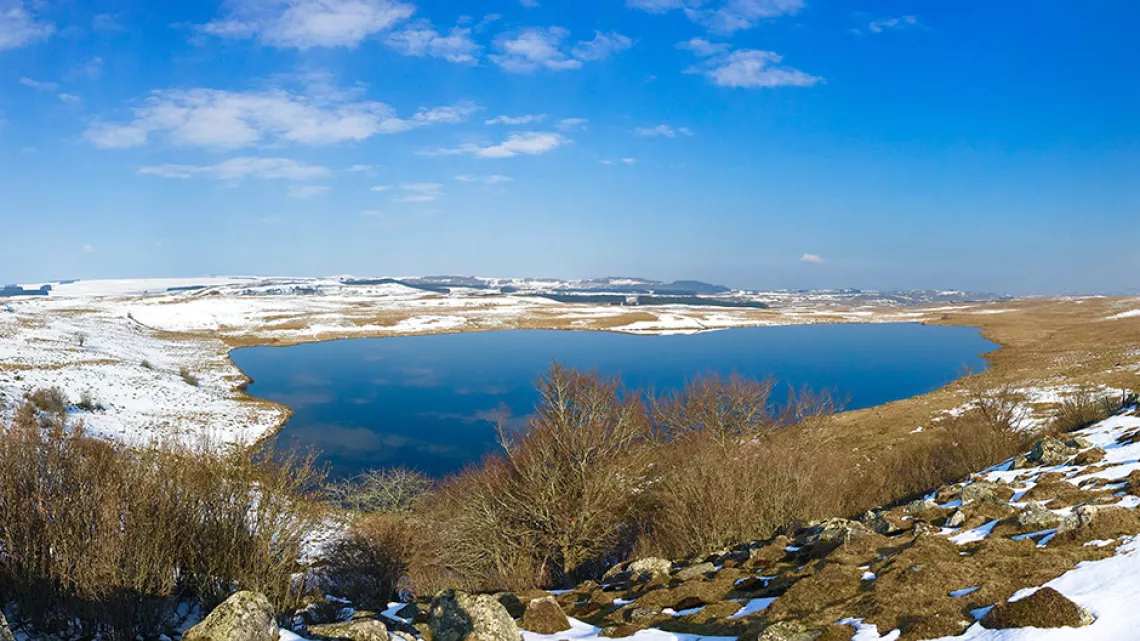 Aubrac