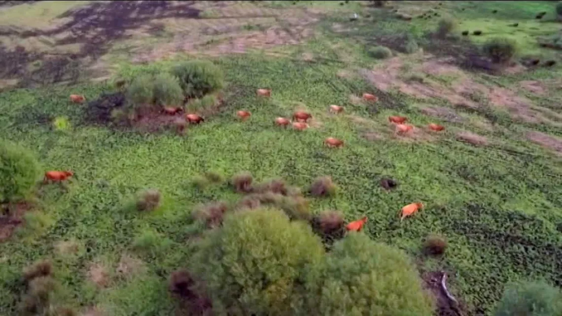 troupeau de vaches
