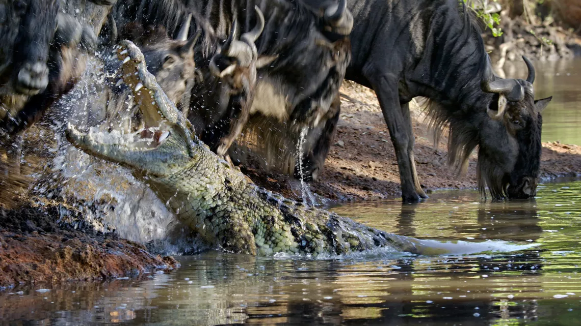 Crocodile