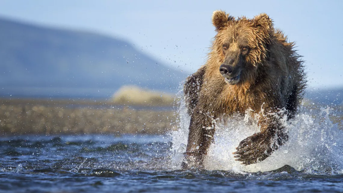 Ours