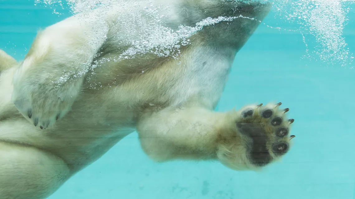 Une saison au zoo