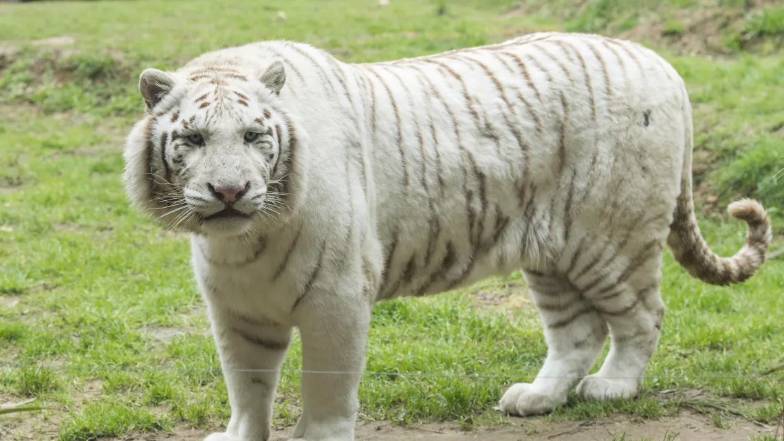 Une saison au zoo