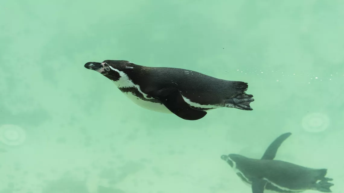 Une saison au zoo