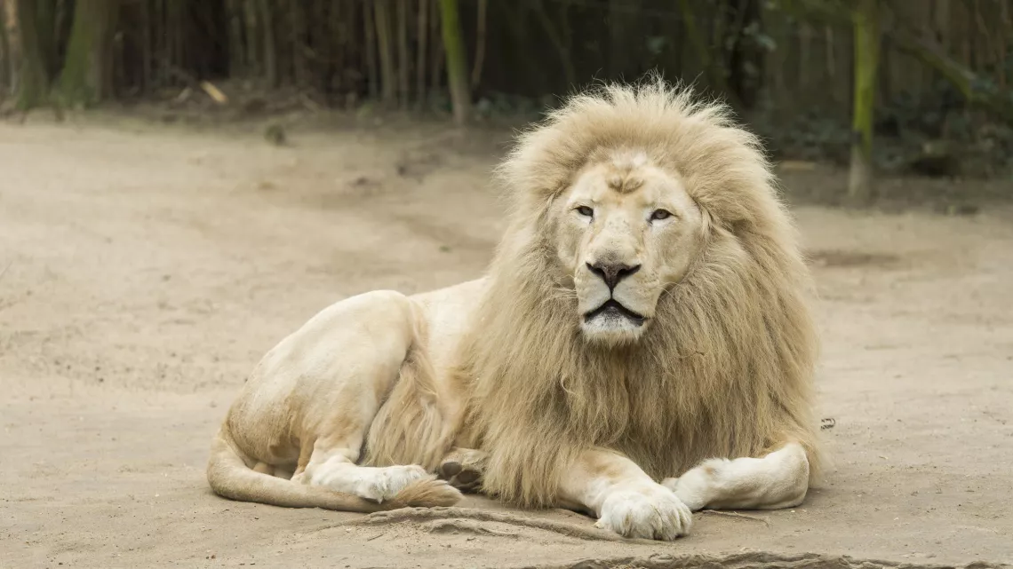 Une saison au zoo