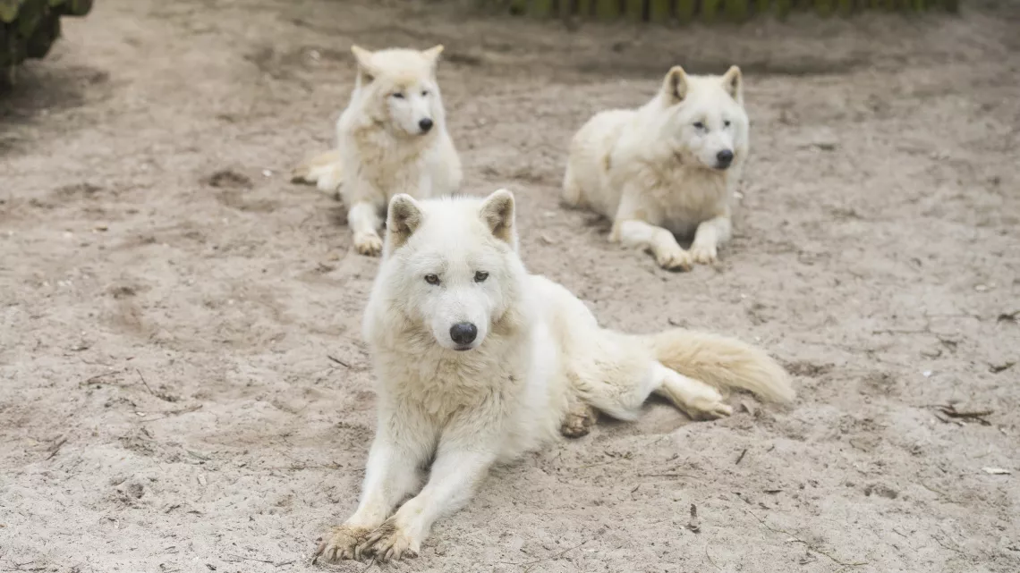 Une saison au zoo