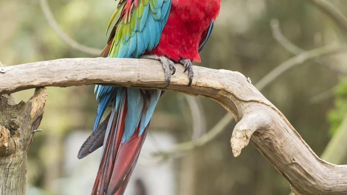 Une saison au zoo