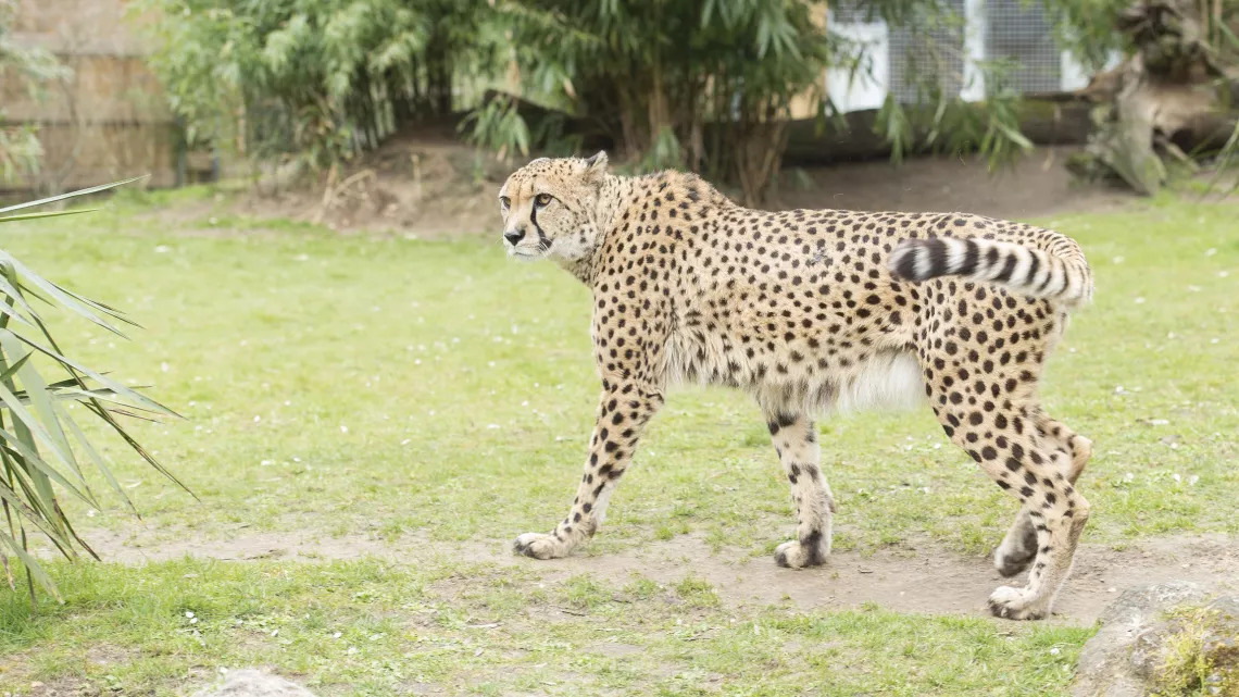 Une saison au zoo
