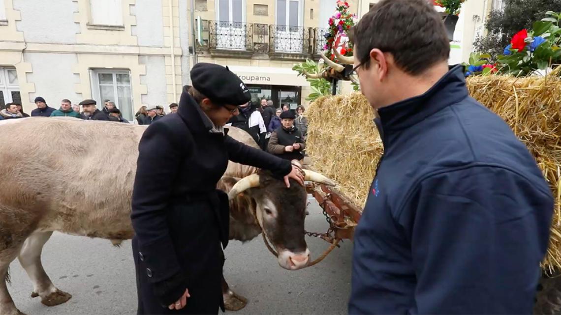 France découvre la vache de Bazas