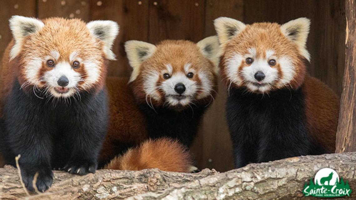 Pandas roux - © Parc animalier de Sainte-Croix