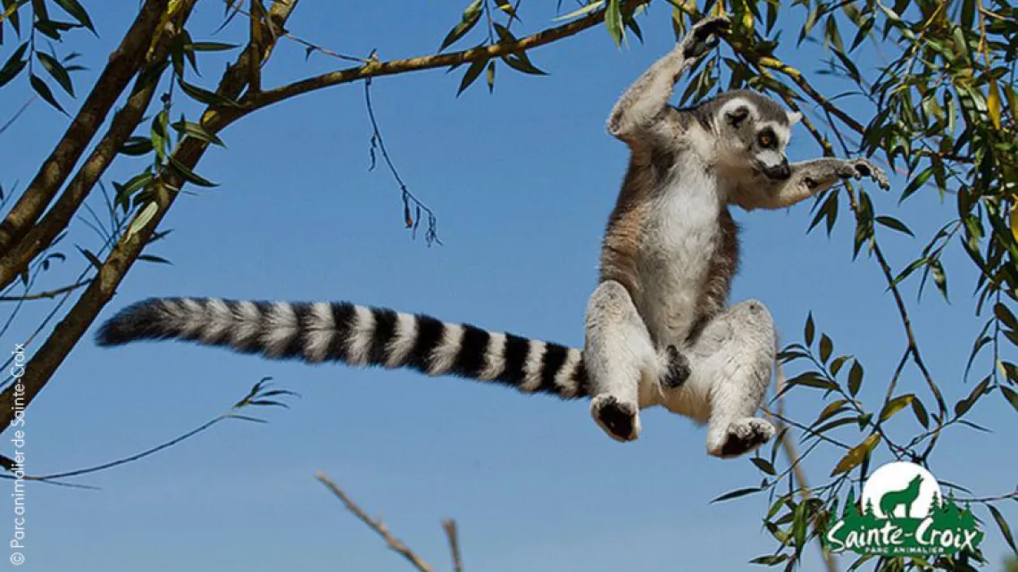 Maki Catta - © Parc animalier de Sainte-Croix