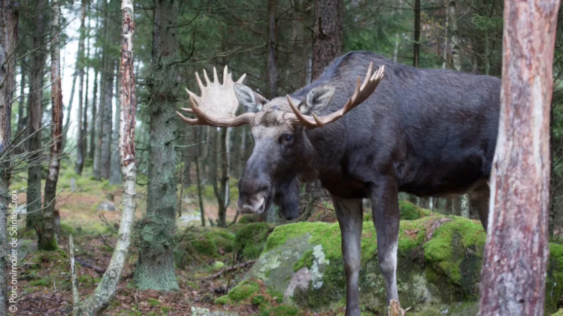 L'élan Jean Lavergne - © Parc animalier de Sainte-Croix