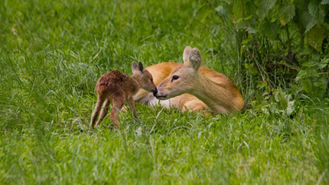 Hydropote de Chine - © Parc animalier de Sainte-Croix