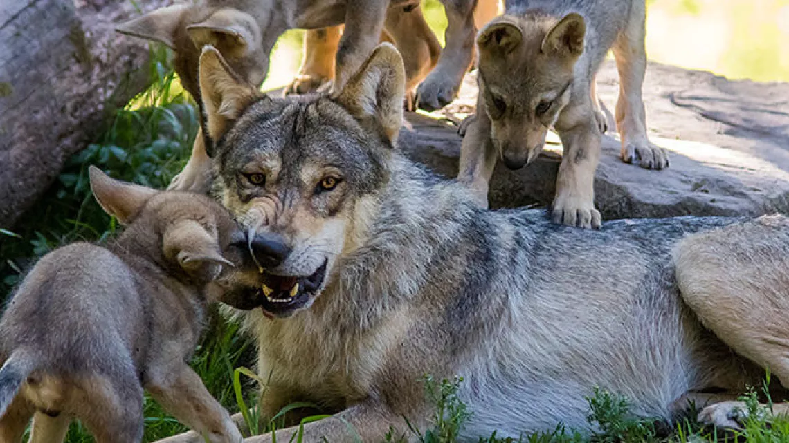 Les loups iris - © Parc animalier de Sainte-Croix