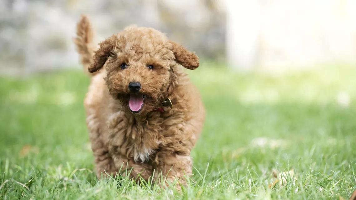 UNE VIE DE CHIOT, NOUVELLE GENERATION