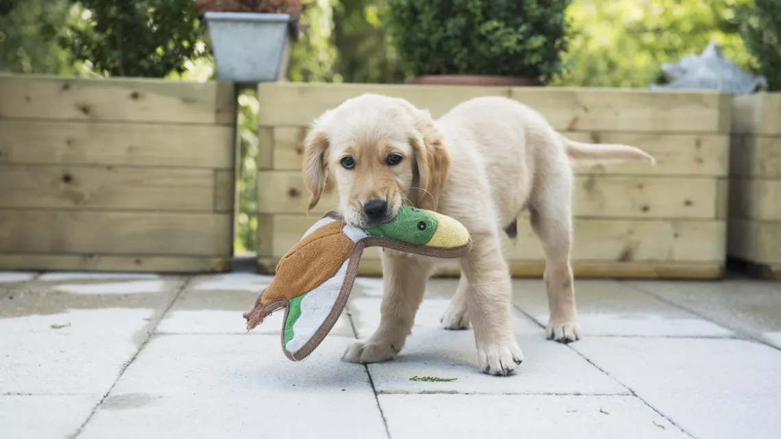 UNE VIE DE CHIOT, NOUVELLE GENERATION